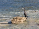 kaikoura (15)